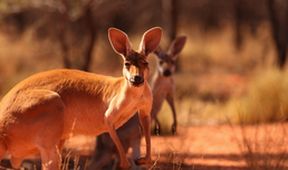 Cesty kolem světa (6/12)