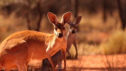 Cesty kolem světa (6/12)