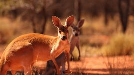 Cesty kolem světa (6/12)