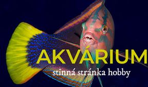 Akvárium - stinná stránka hobby