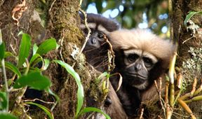 Píseň pro lásku aneb Primáti na seznamce