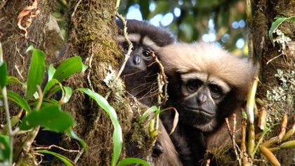 Píseň pro lásku aneb Primáti na seznamce