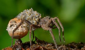 Strategie rozmnožování v přírodě (1/2)