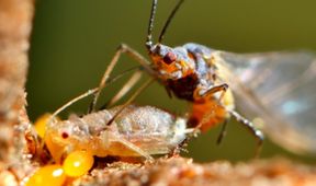 Strategie rozmnožování v přírodě (1/2)