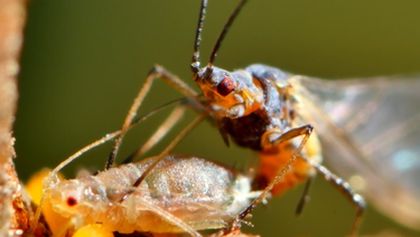 Strategie rozmnožování v přírodě (1/2)