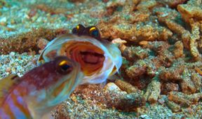 Strategie rozmnožování v přírodě (2/2)