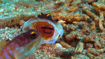 Strategie rozmnožování v přírodě (2/2)